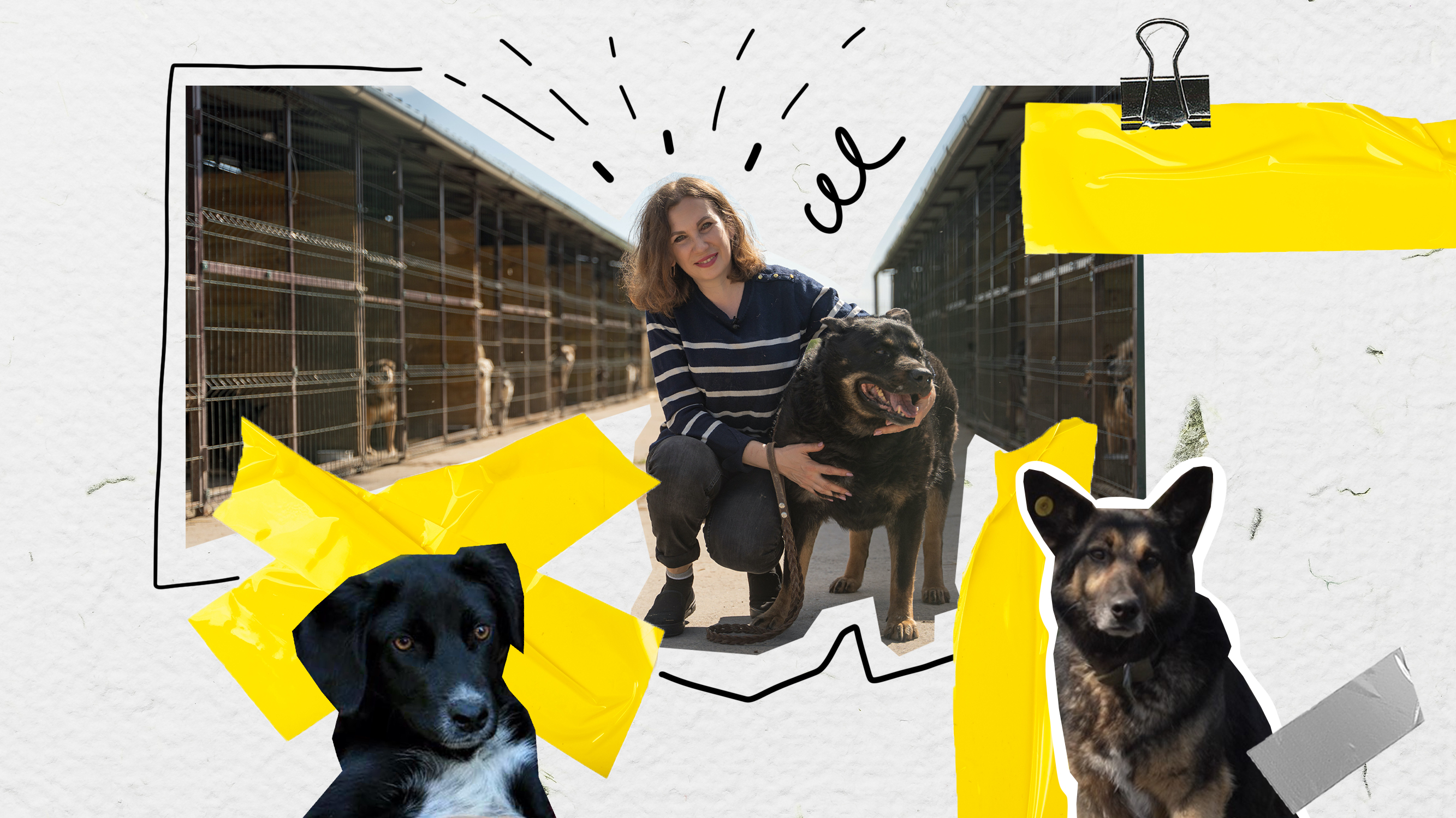 Вивезла 159 собак із Бахмута: історія вчительки, яка вже вдруге будує притулок для безхатніх тварин