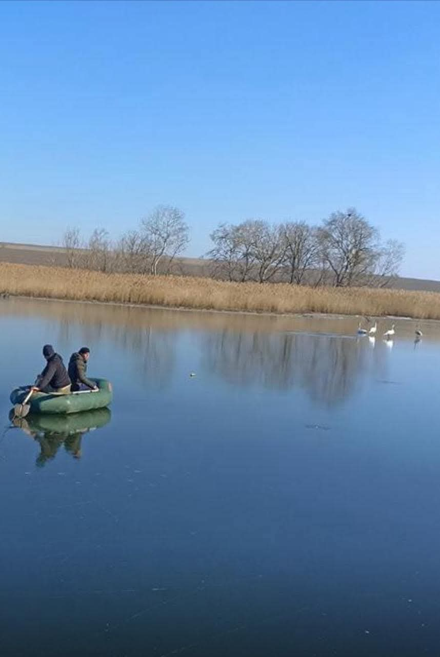 У Дар’ївській громаді врятували лебедів, які вмерзли у крижану річку