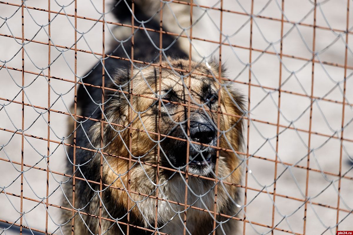 Генічани порадили окупантам, як вирішити проблему бродячих собак